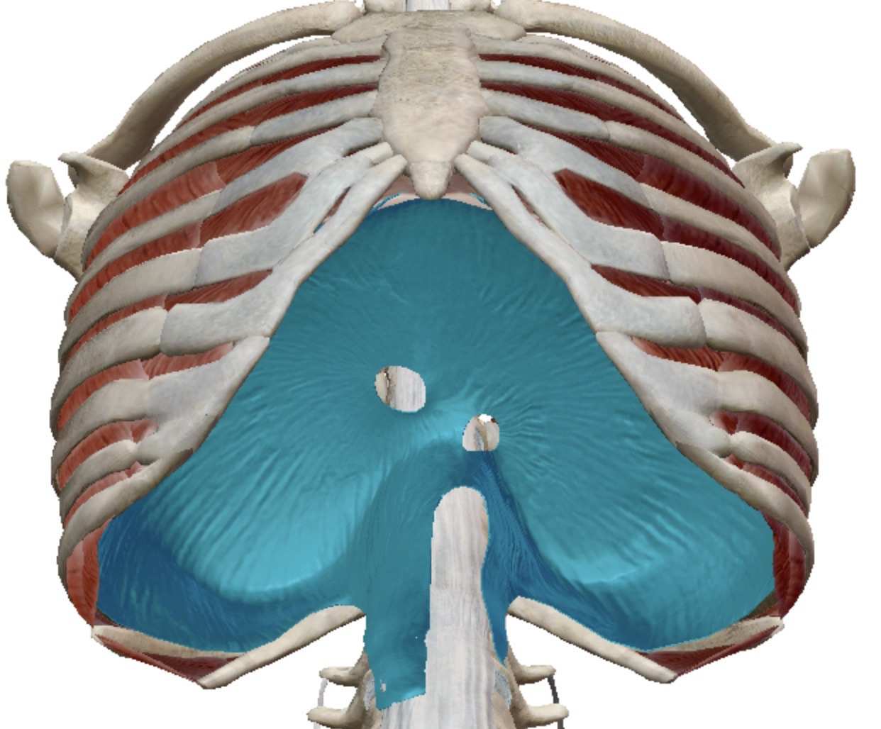 <p>Identify this muscle</p>