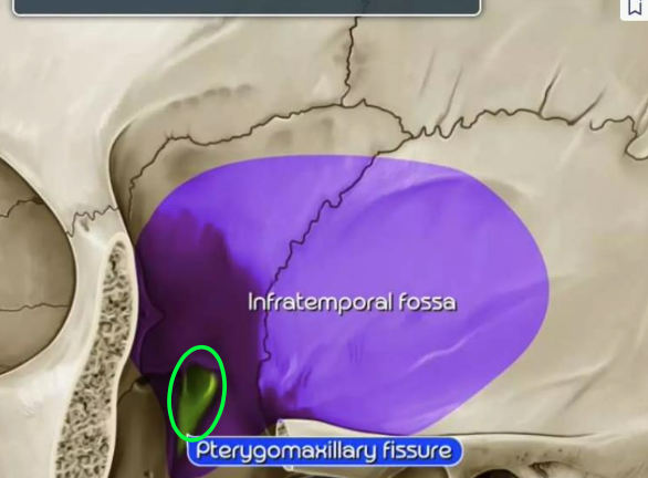 <p><strong>Laterally, </strong>the pterygopalatine fossa communicates with the <strong>infratemporal fossa</strong> via <strong>_____</strong></p>