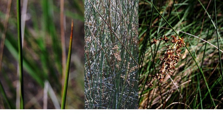 <p><span>What type of photosynthesis does this plant undergo?</span></p><ul><li><p>CAM</p></li><li><p>C3</p></li><li><p>C4</p></li></ul><p></p>