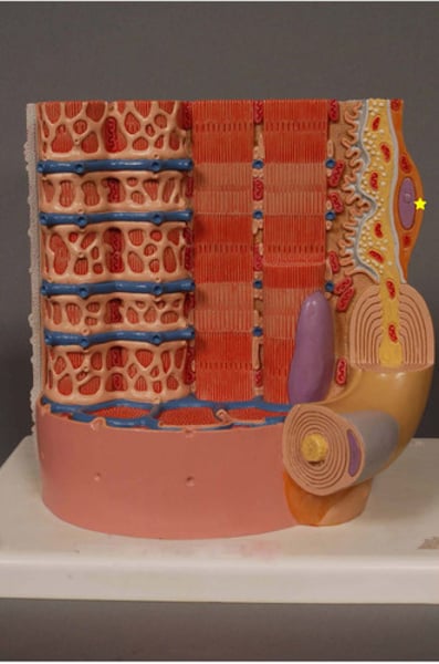 knowt flashcard image