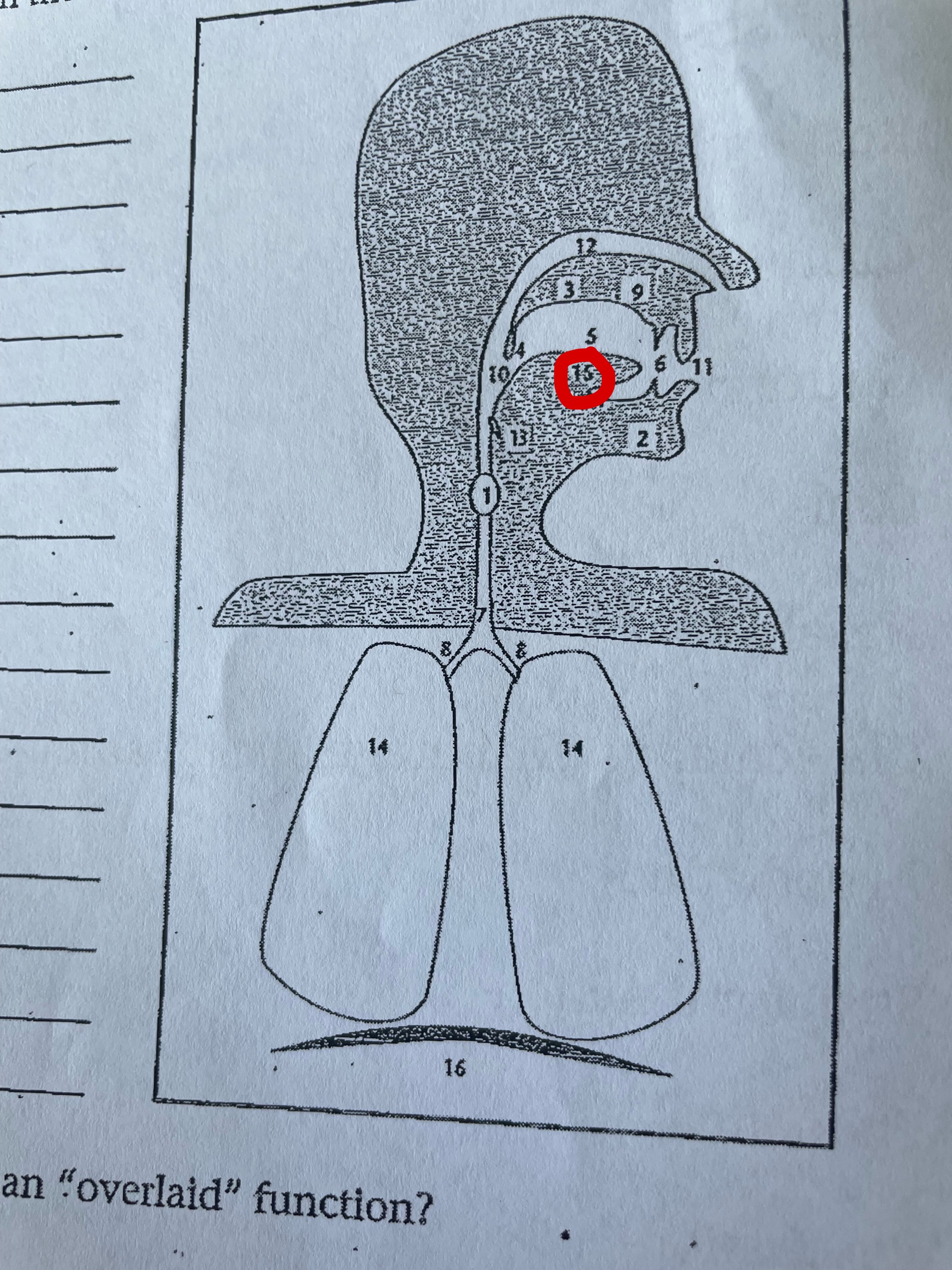 term image