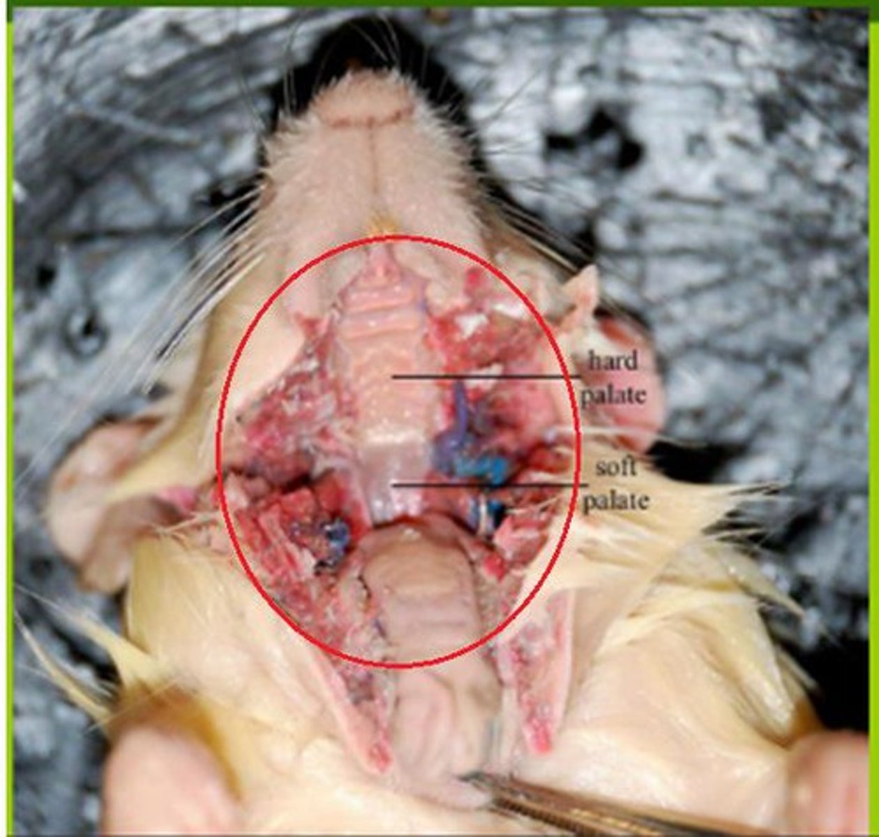 knowt flashcard image