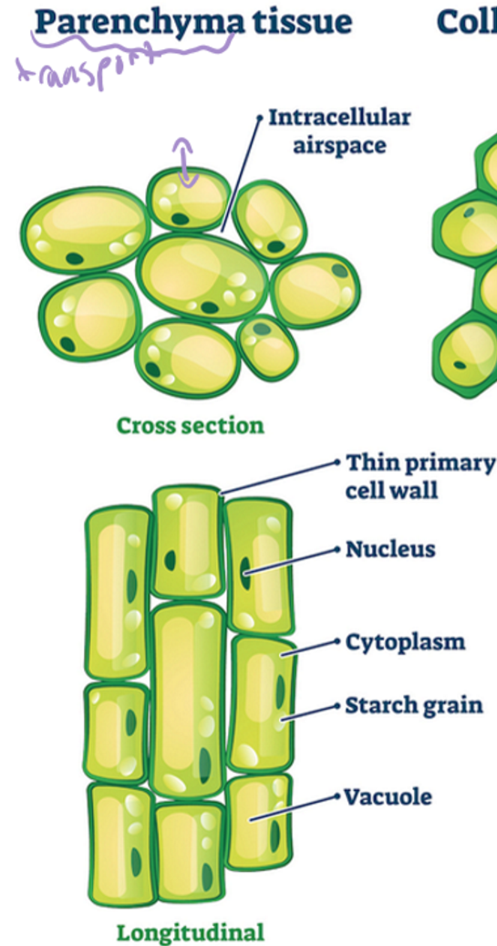 <ul><li><p>thin walled</p></li><li><p>living</p></li><li><p>storage of food, carbs (starch)</p></li><li><p>cell process for growth and development</p></li></ul><p></p>