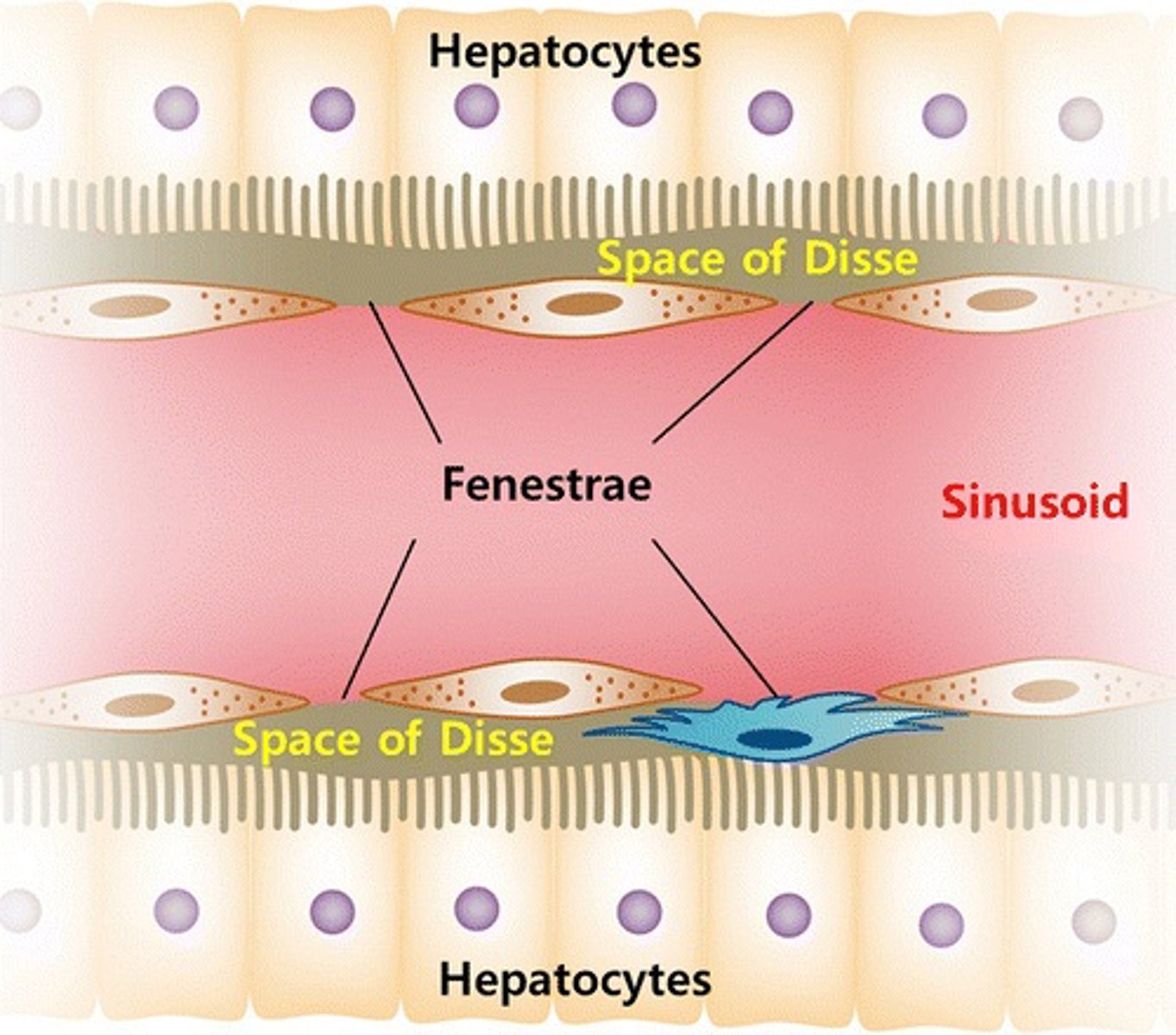 <p>1. hepatocytes with short microvilli</p><p>2. reticular fibers: that maintain the architecture of the sinusoids</p><p>3. occasional non-myelinated nerve fibers</p>