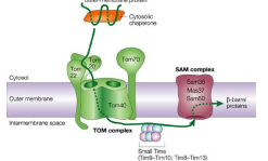 <p>The protein complex that operates after a preprotein has crossed the OMM, to mediate insetion of ß barrel proteins into the outer mitochondrial membrane. It ensures proper folding and assembly of these proteins into the membrane, facilitating their function. </p>