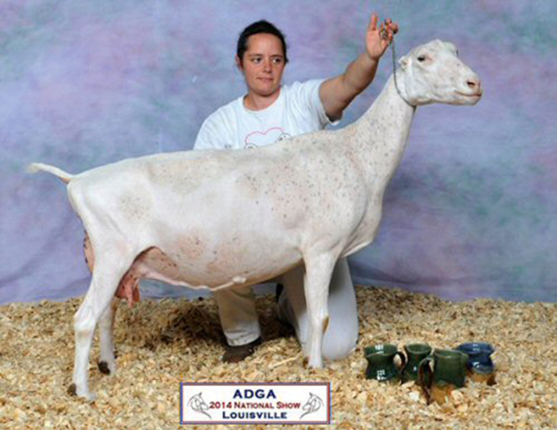 <p>what breed and used for</p>