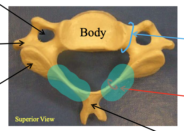 <p>Name the highlighted structure.</p>