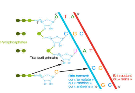 <ul><li><p>construction d’un ARN hybridé avec le brin antisens («3’5’)</p></li><li><p>Engendre la synthèses d’une copie du brin sens de 5’ à 3’</p></li></ul>