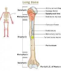 <p>Lines marrow cavity.</p>
