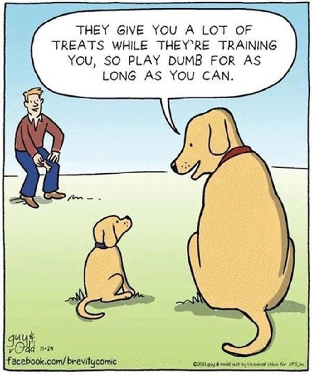 <p>A reinforcement schedule in which a reward follows every correct response. For example, giving a dog a treat every time it sits on command.</p>