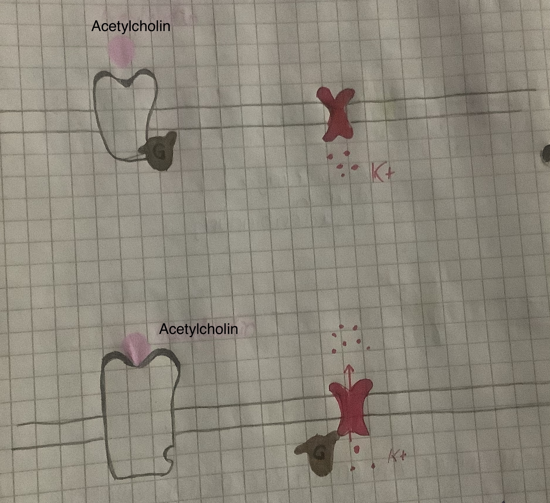 <p>Wenn Acetylcholin am Rezeptor anbindet, löst sich das G-Protein vom Rezeptor ab und bindet sich an einem K+-Kanal und bewirkt das Öffnen von diesem und damit ein K+Einstrom → Hyperpolarisation &amp; IPSP</p>