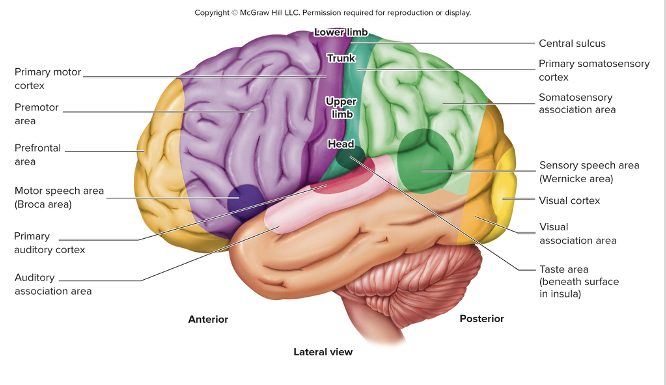 <p>Where auditory stimuli are processed</p><ul><li><p>located in the superior part of the temporal lobe</p></li></ul><p></p>