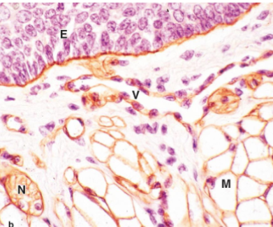 <p>identify the parts of the epithelial tissue&nbsp;</p>