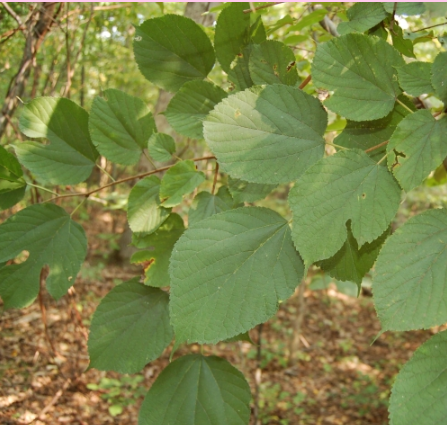 <p>What is the scientific name (genus and specific epithet) of this plant?</p><p></p>