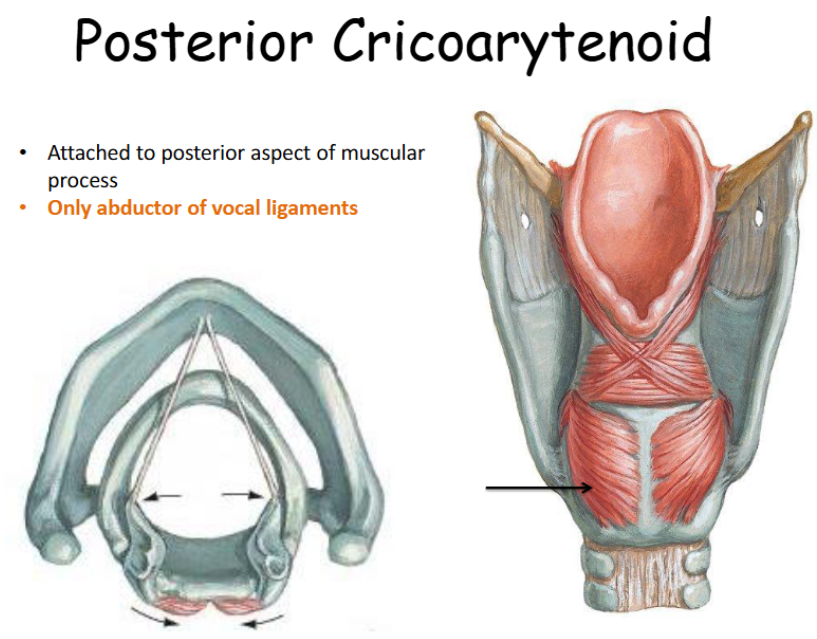 <p>Attached to posterior aspect of muscular process; only abductor of vocal ligaments. </p>