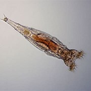 <p>phylum?</p>