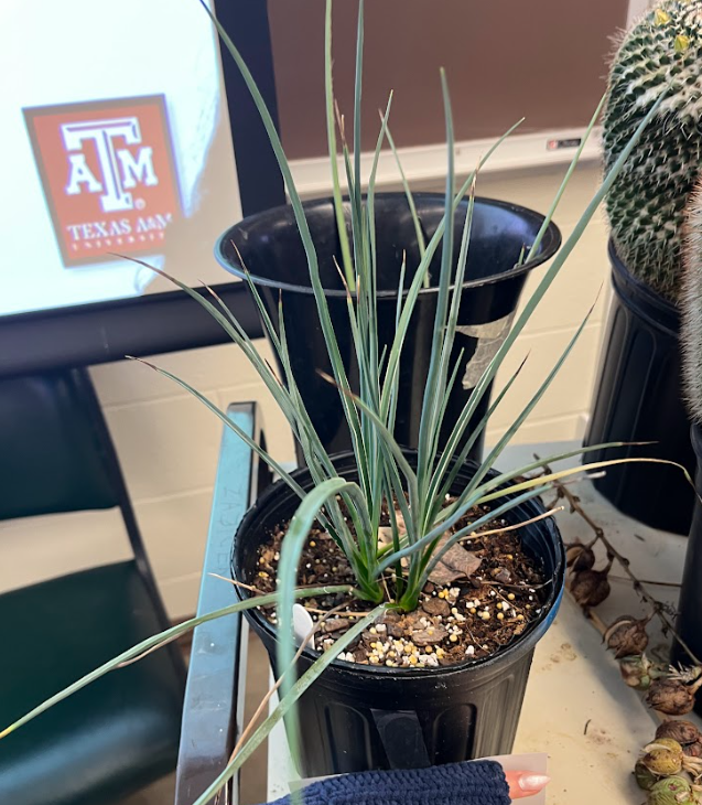 <ul><li><p>very tough foliage</p></li><li><p>solid amount of flowering</p></li><li><p>distinct seed pods</p></li><li><p>when it experiences drought stress it’ll change to red color</p><ul><li><p>as well as cold weather</p></li></ul></li></ul><p></p>