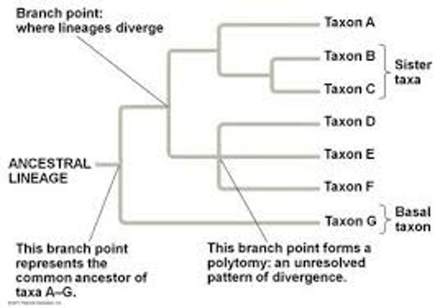 <p>taxon most closely related to the group we are studying</p>