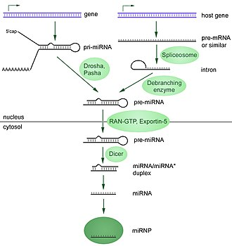 <p>RNAse III endonukleaas, mis on oluline mikroRNA-de ja väikeste interfereeruvate RNA-de biogeneesi jaoks</p>
