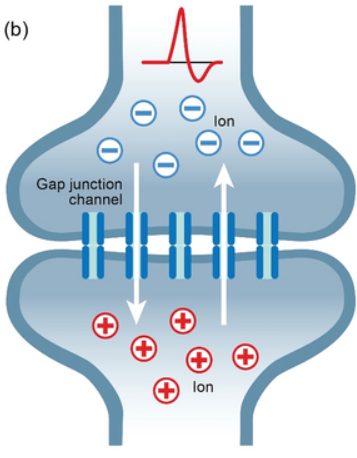 <p><u>Electrical signals passed from the cytoplasm of one cell to another through pores of gap junctions proteins</u></p><ul><li><p>Synchronizes activity within a network of cells</p></li><li><p>Found in the CNS, smooth muscle, cardiac muscle + some non-excitable cells</p><ul><li><p>Allows for muscles/organs to work at a similar pace, not randomly (heart beating the same)</p></li></ul></li></ul><p></p>
