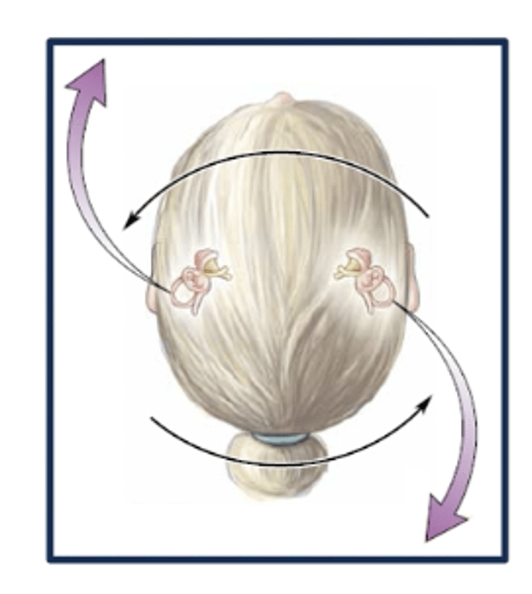 <p>1. force causes the endolymph and cupula to move opposite the direction of head turn</p><p>2. stereocilia bend towards kinocilium and causes depolarization</p><p>3. hair cells fire action potentials in CN VIII</p>