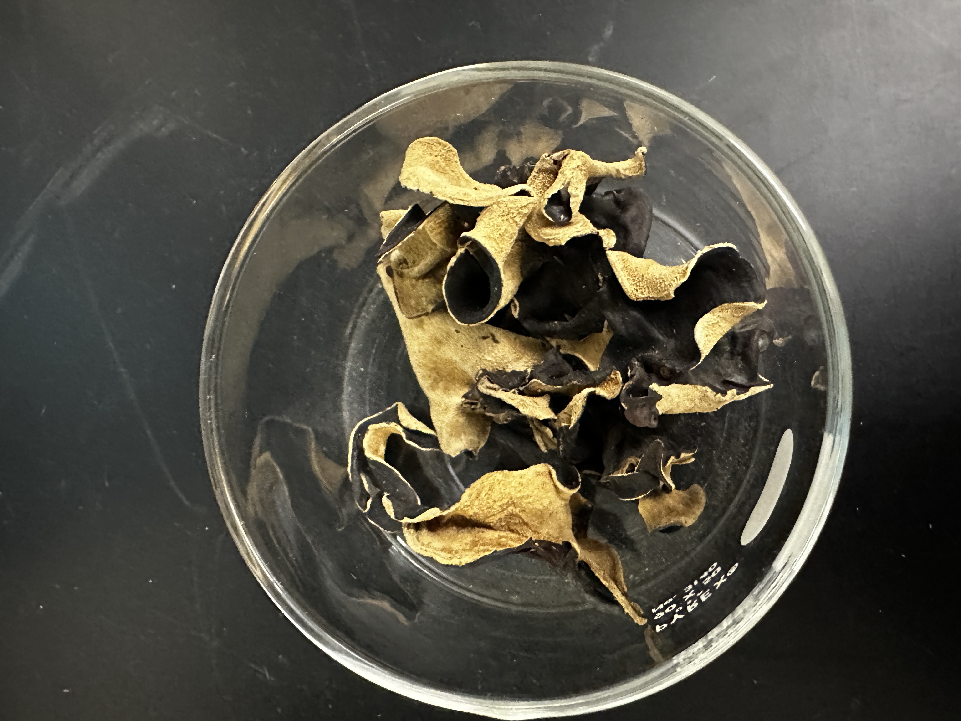 <p>Identify (Domain, Kingdom, Clade)</p>