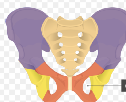 <p>Large opening formed by pubis &amp; ischium, mostly closed by connective tissue.</p>