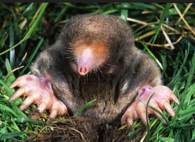 <p>What family is this species from</p>