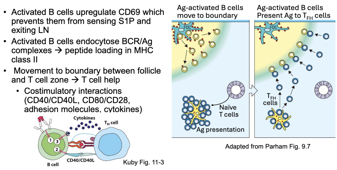 <ul><li><p><span><span>Activated B cells upregulate CD69 which prevents them from sensing S1P and exiting LN</span></span></p></li><li><p><span><span>Activated B cells endocytose BCR/Ag complexes → peptide loading in MHC</span></span><br><span><span>class II</span></span></p></li><li><p><span><span>Movement to boundary between follicle and T cell zone → T cell help</span></span></p><ul><li><p><span><span>Costimulatory interactions (CD40/CD40L, CD80/CD28, adhesion molecules, cytokines)</span></span></p></li></ul></li></ul><p>start to recognize signals from T cell zone and migrate there</p><p>T cells interact with DC cells that will cause them to differentiate (some into T helper ) go to border junction and interact with the B cells</p><p>present antigen to T cell: interactions where T cell helps B cell (if T cell recognizes the antigen) →red and purple binding in left image (BCR signal 1)</p><p>costimulatory molecules (2) and make cytokines (signal 3)</p>