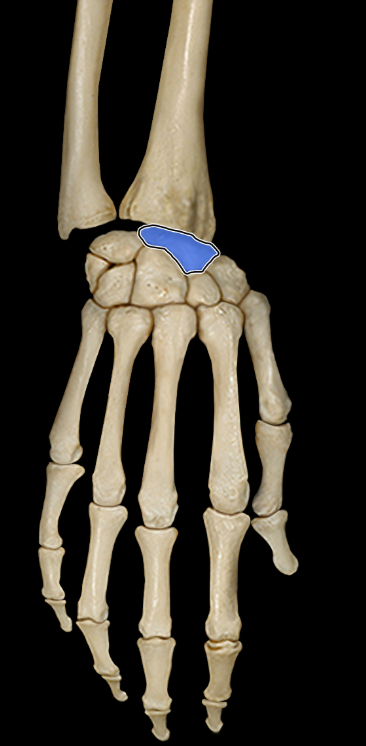 <p>Scaphoid</p>