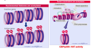 <p><strong>CBP/p300</strong><span> ou PCAF</span></p>