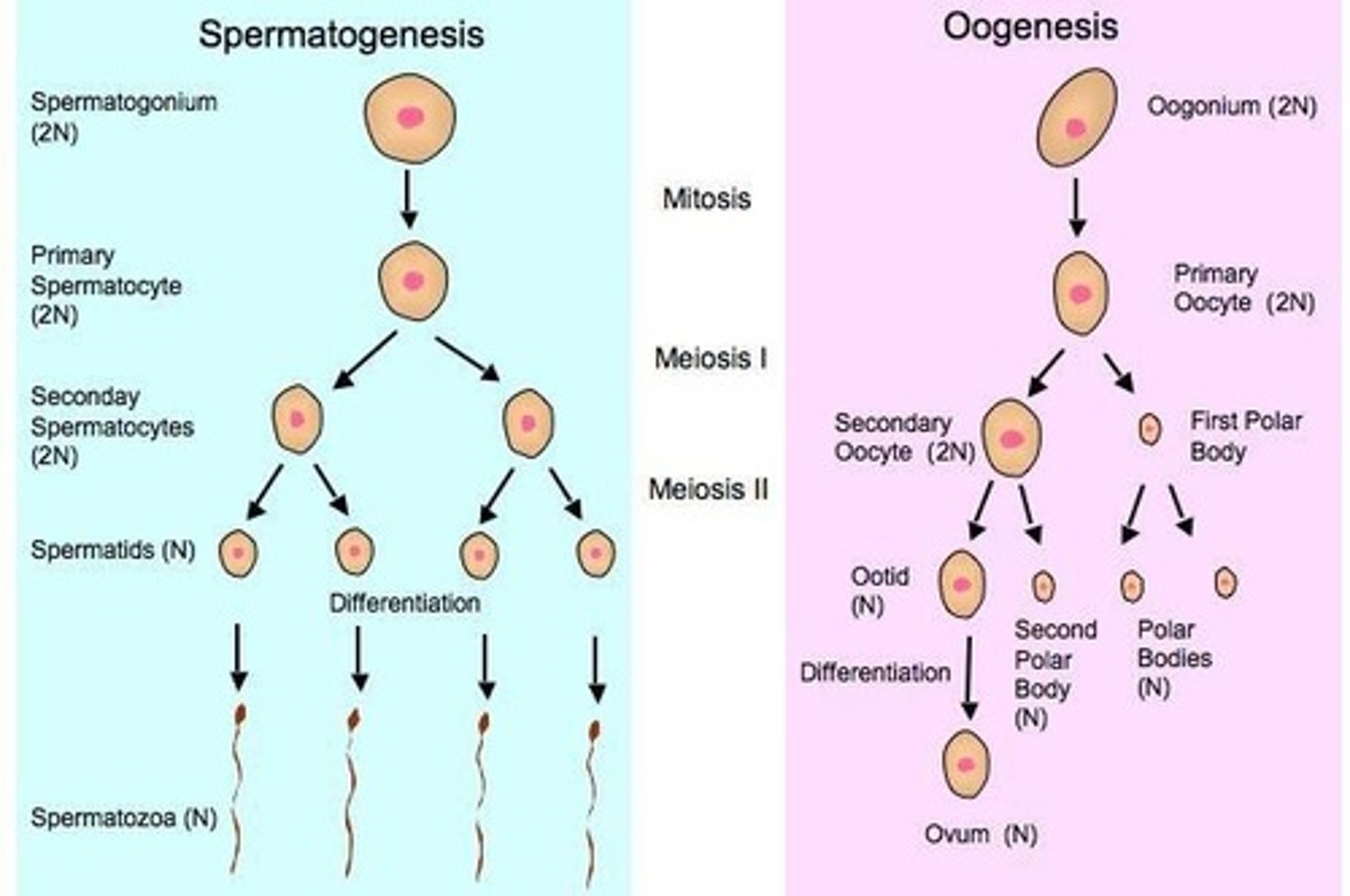 <p>Germ cells (2n) within the testes and ovaries undergo a special type of cell division to produce haploid cells called gametes (n) (egg/sperm)</p>