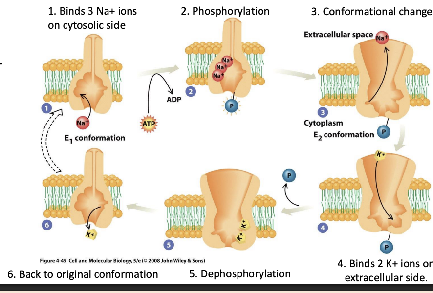 <p>Na+/K+ ATPase</p><p></p><p>Pumps Na+:K+ in ratio of 3:2 (pumps 3 sodium ions out for every 2 potassium ions in.</p><p></p><p>Responsible for excess Na+ outside the cell and excess K+ inside the cell.</p>