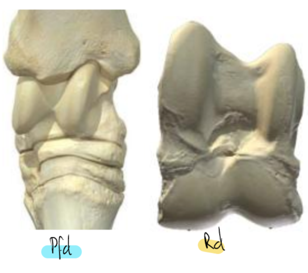 <ul><li><p><u>Pfd </u>: Mobilité uniquement dans Art. tarsocrurale </p><ul><li><p>Distale → Art. fixe </p></li></ul></li><li><p><u>Rd </u>(et autres Paarhufer) : Mobilité dans les 2 plans art.</p><ul><li><p>→ Poulie art. aussi distale</p></li></ul></li></ul><p></p>