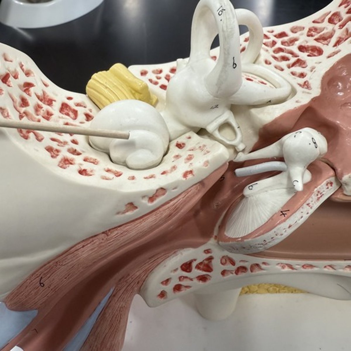 <p>What is this structure?</p>