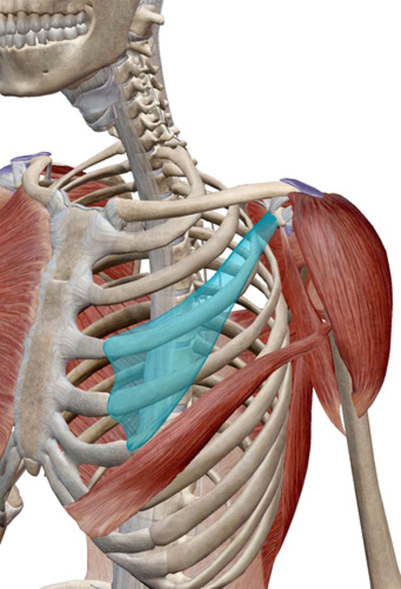 <p>What muscles is this?</p>