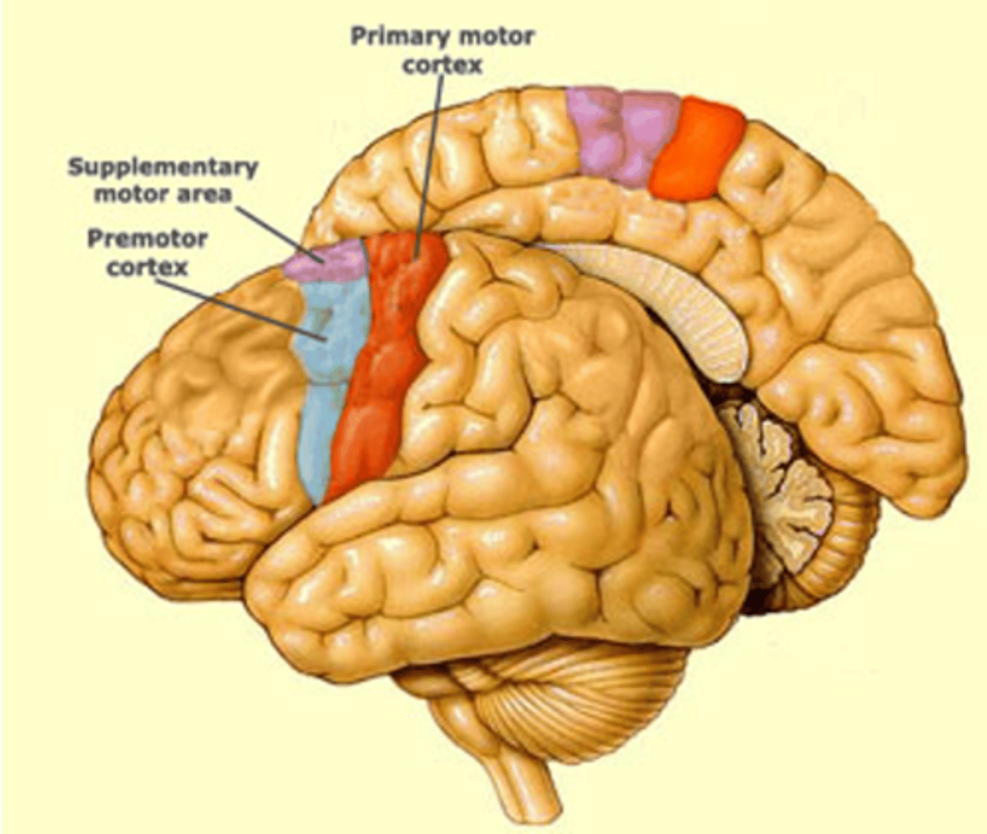 <p>premotor cortex</p>