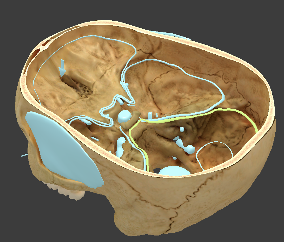 <p>where cerebellum is located</p>