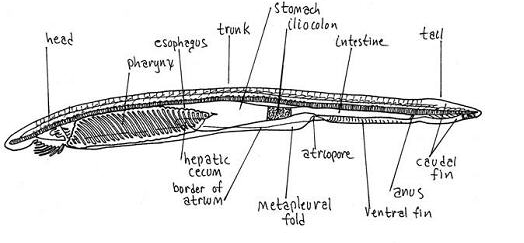 <p>K. Animalia P. CHORDATA SP. Urochordata</p>