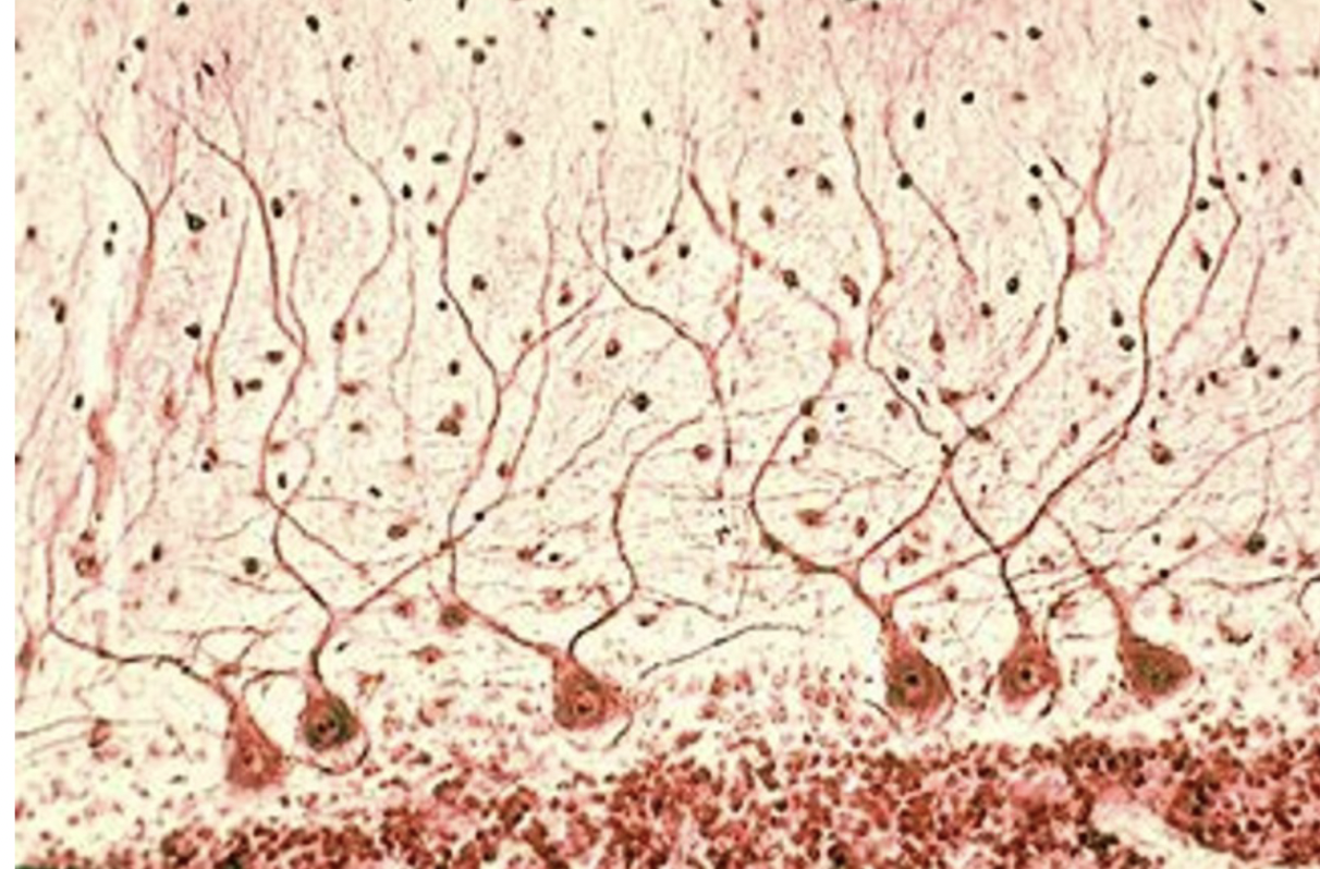 <p>what is thei?</p>