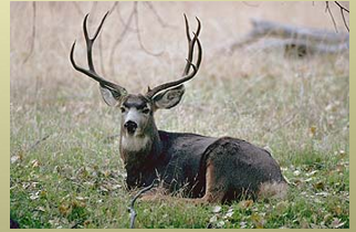 <p>mule deer</p>