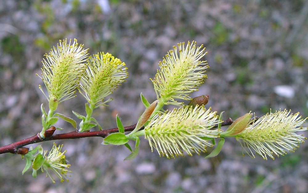 <p>Name this tree (scientific + common name)</p>