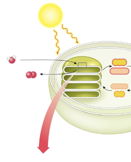 <p>Label the photophosphorylation step in the light dependent reaction</p>
