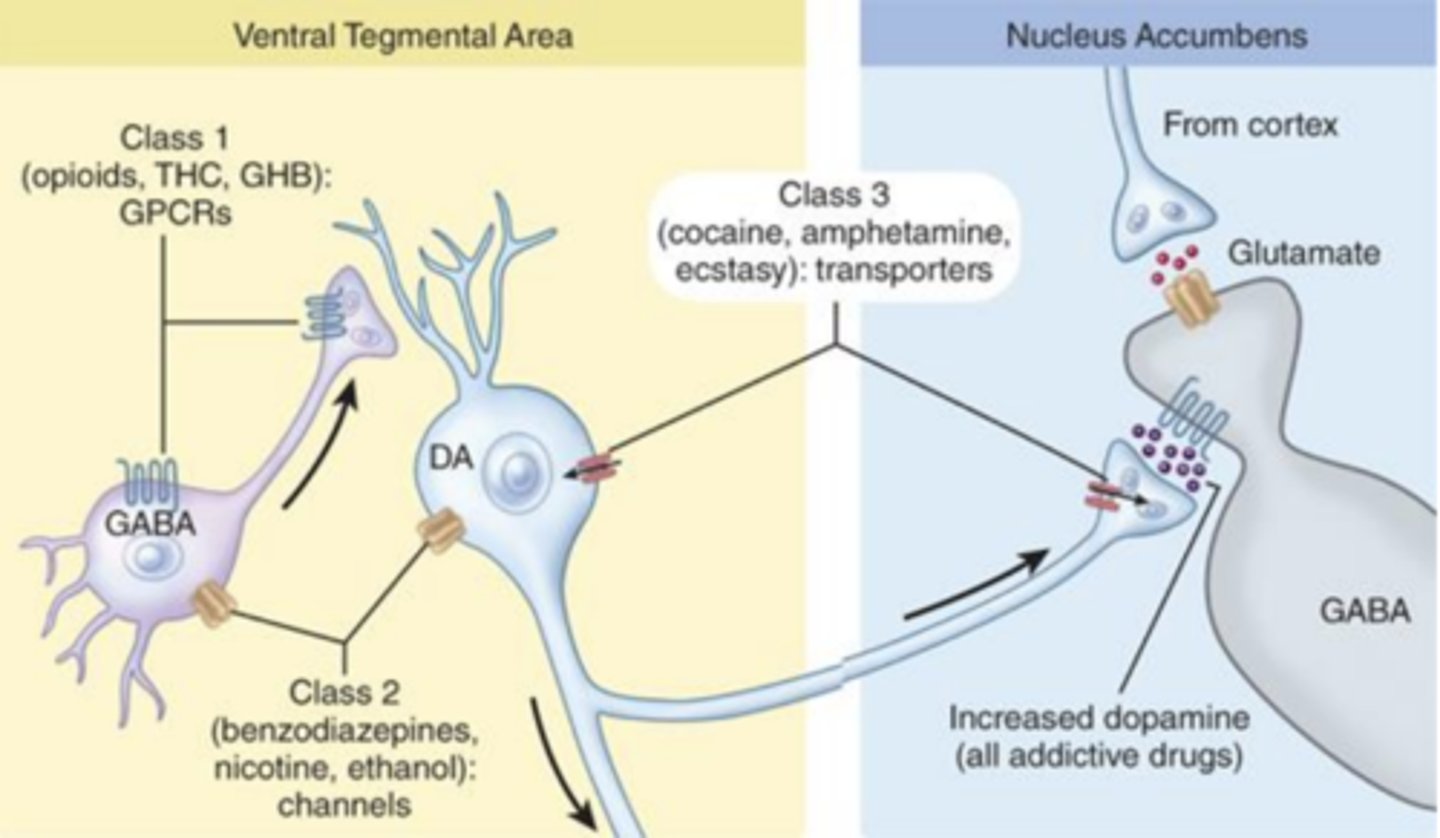 <p>glutamate release of cortical areas</p>