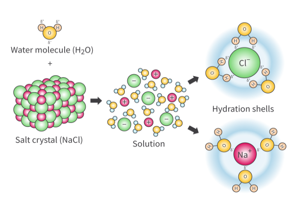 <p>Dissolution is the process of solute particles moving and becoming evenly distributed in a solvent. It’s caused by the fact that when hydration shells are formed, they separate solute particles, making them get evenly distributed throughout the solution.<br><br>Dissolution can happen in both ionic and covalent compounds; However, in this case/scenario, we are only referring to ionic compounds. </p>