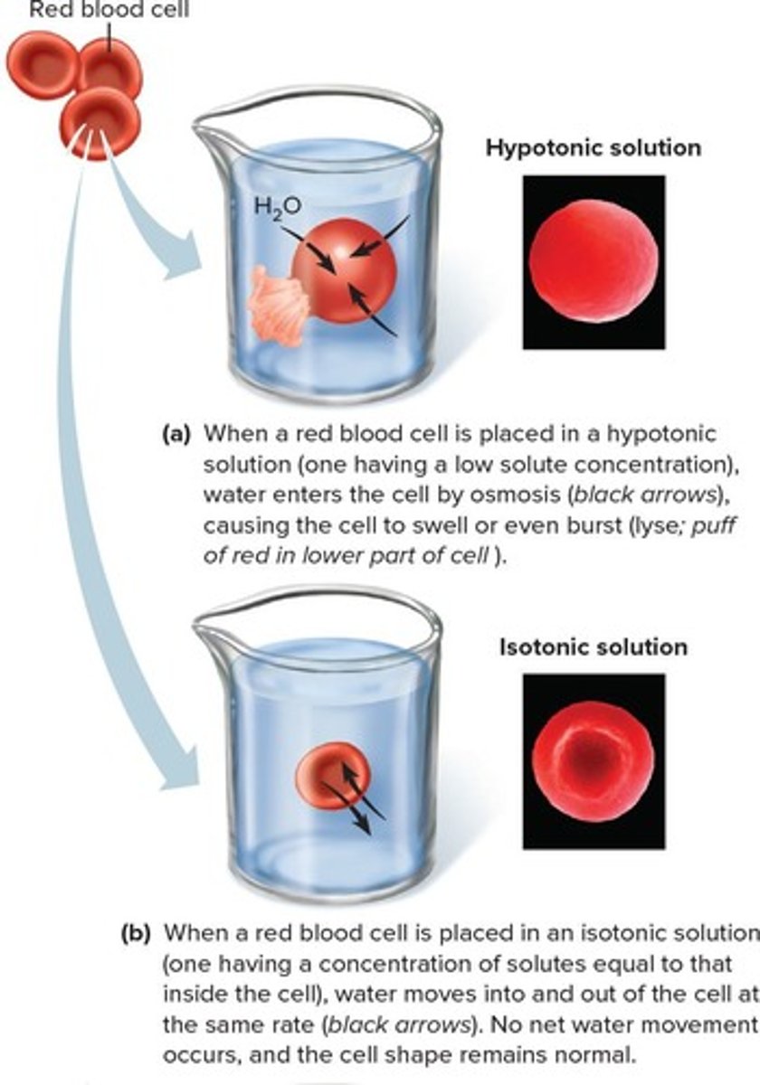 <p>A solution with the same osmotic pressure; cells in an isotonic solution have no net gain or loss of water.</p>
