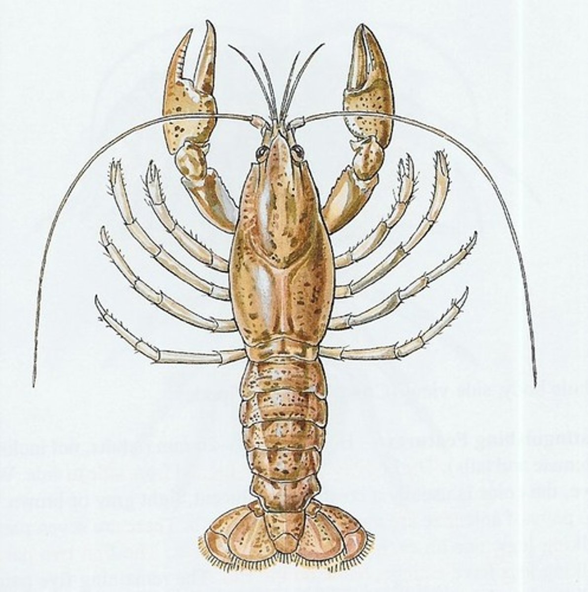<p>Crab, crayfish, lobster, shrimp</p><p>2 body regions</p><p>cephalothorax + abdomen</p><p>2 pairs of antennae</p><p>5 pairs of legs</p><p>marine habitat</p>