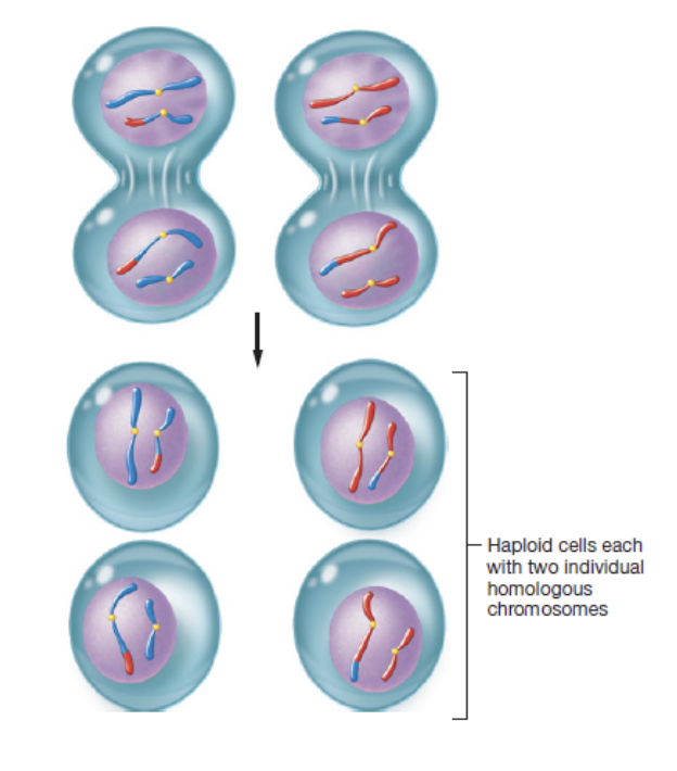 <p>fourth phase of meiosis II in which four haploid gametes form that each have 23 single-stranded chromosomes </p>