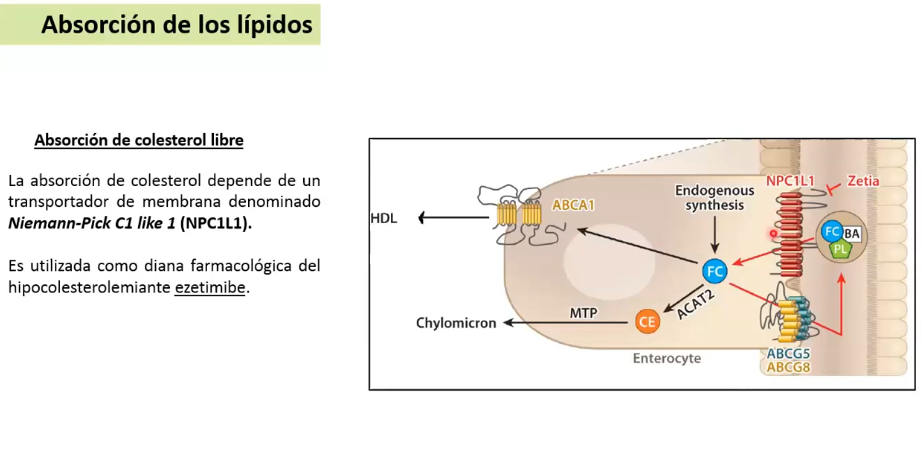 <p>Absorvido x el enterocito x endocitosis por un transportador llamado: Niemann-Pick C1 like 1 (NPC1L1)</p><p></p><p>Colesterol se esterifica y se empaqueta en: QUILOMICRON</p>