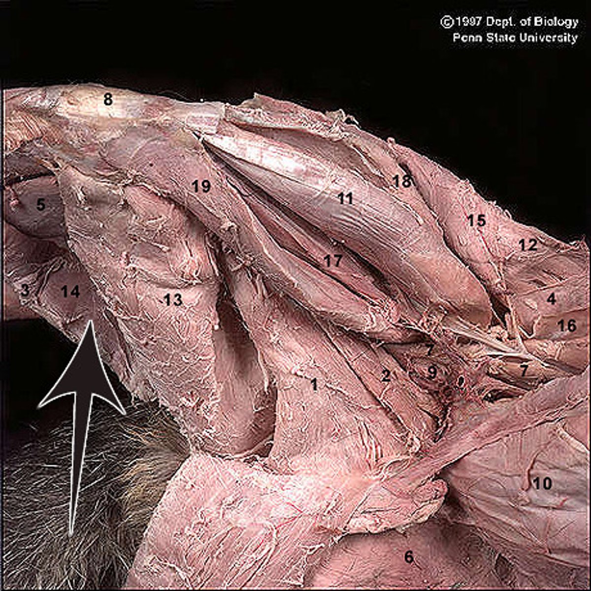 <p>Identify what the arrow is pointing to</p>